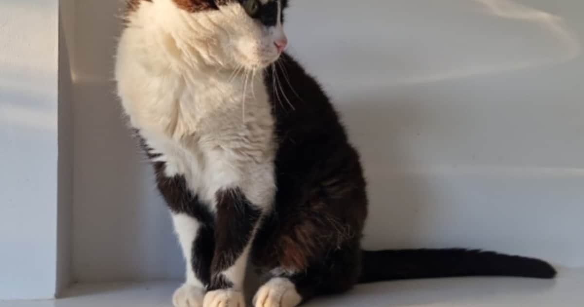 Heb jij Jamey gezien? Dit huisdier wordt in Montferland vermist