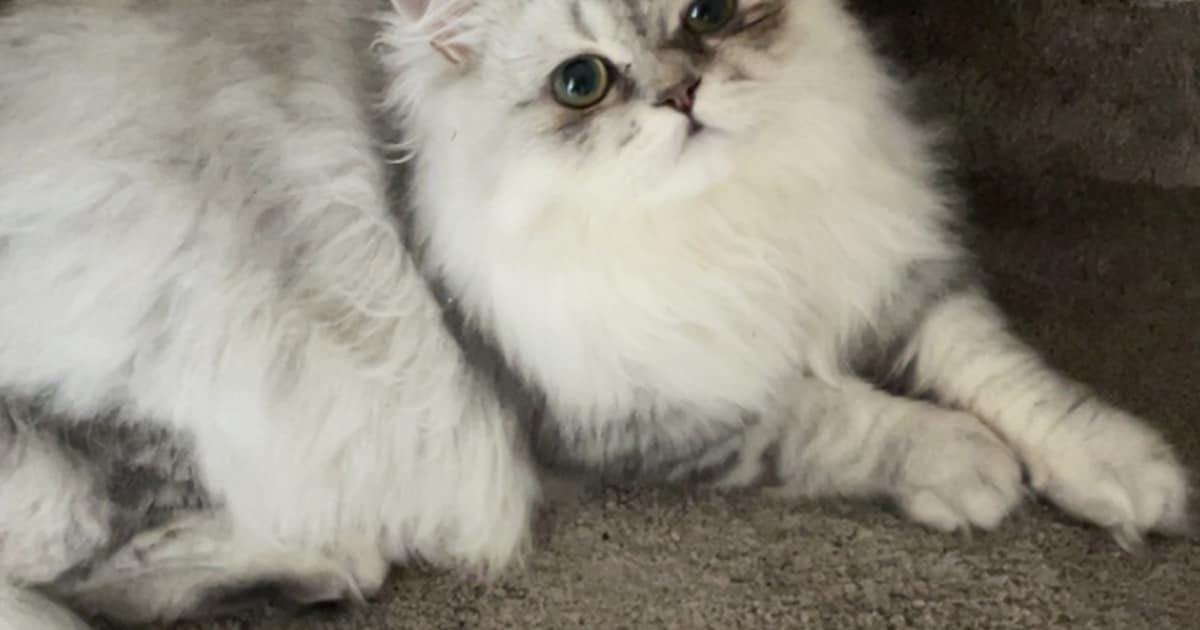 Heb jij Piet of Ed gezien? Deze twee huisdieren worden in Soest vermist