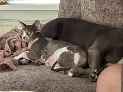 Heb jij Nel gezien? Dit huisdier wordt in Oss vermist