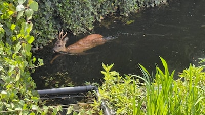 Brandweer redt ree uit water in Almelo