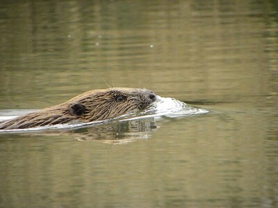 Gratis excursies in de Biesbosch bij Dordrecht over onder andere nachtvlinders, vogels en vlinders