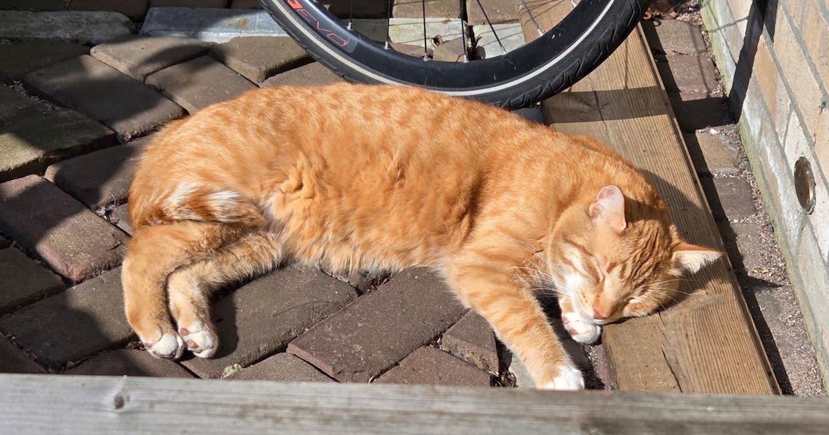 Heb jij Bobby gezien? Dit huisdier wordt in Uitgeest vermist