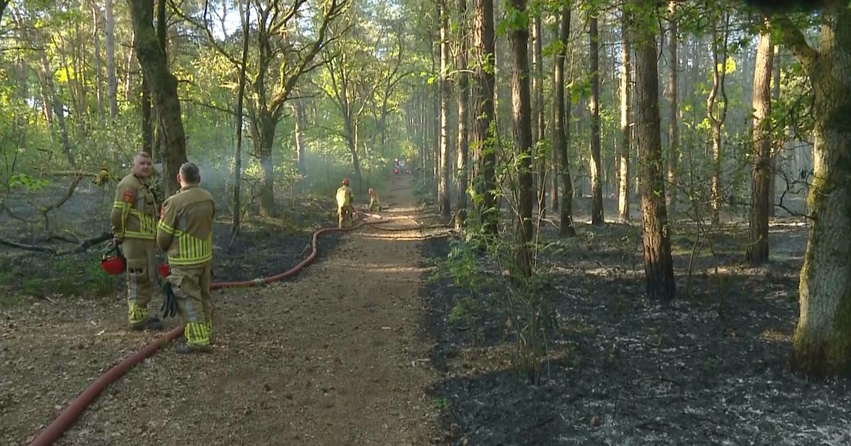 Grote brand in Heldense Bossen: 7000 vierkante meter getroffen