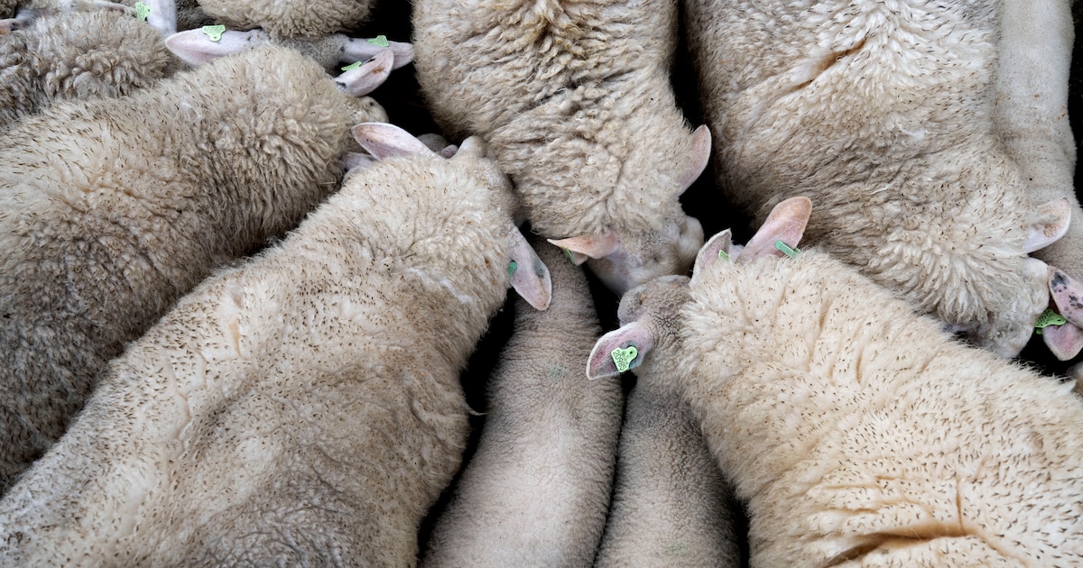 Vermoedelijke wolvenaanval in Groenekan: meerdere schapen en lammeren gedood