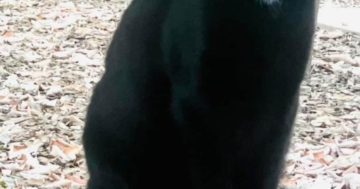 Heb jij Stampertje, Cho of Boef gezien? Deze drie huisdieren worden in Zeist vermist