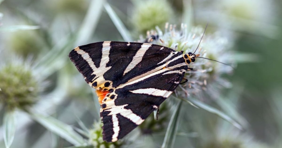 Wat vliegt er eigenlijk allemaal in je tuin als het donker is? IVN lanceert de Nachtvlinderestafette