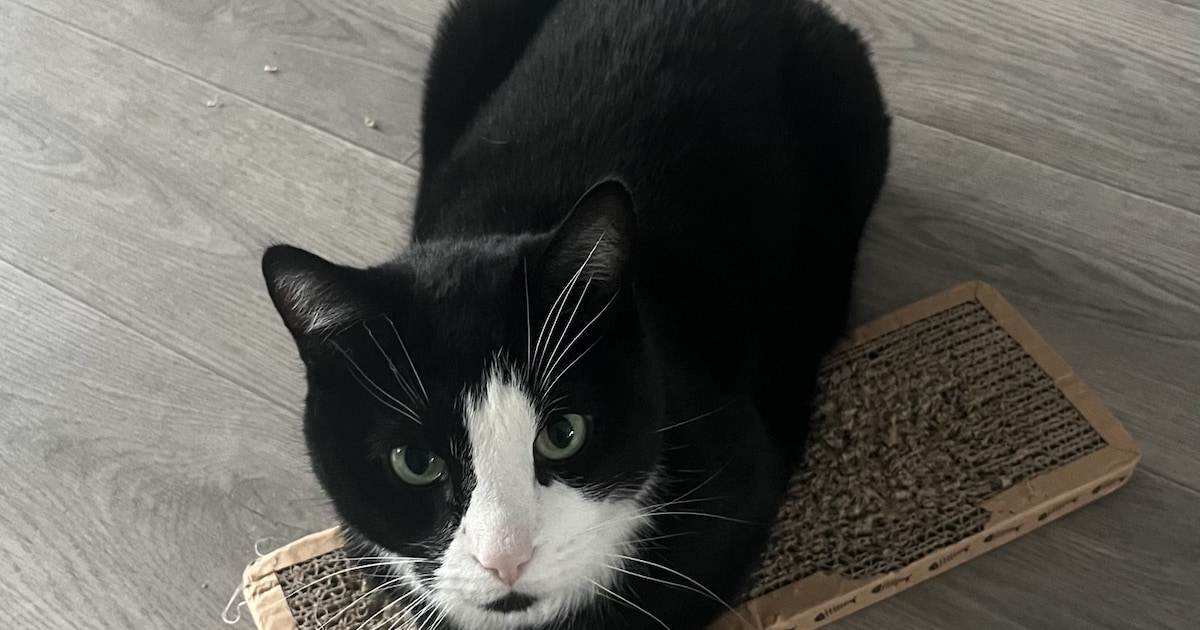 Heb jij Vlokje gezien? Dit huisdier wordt in Elburg vermist