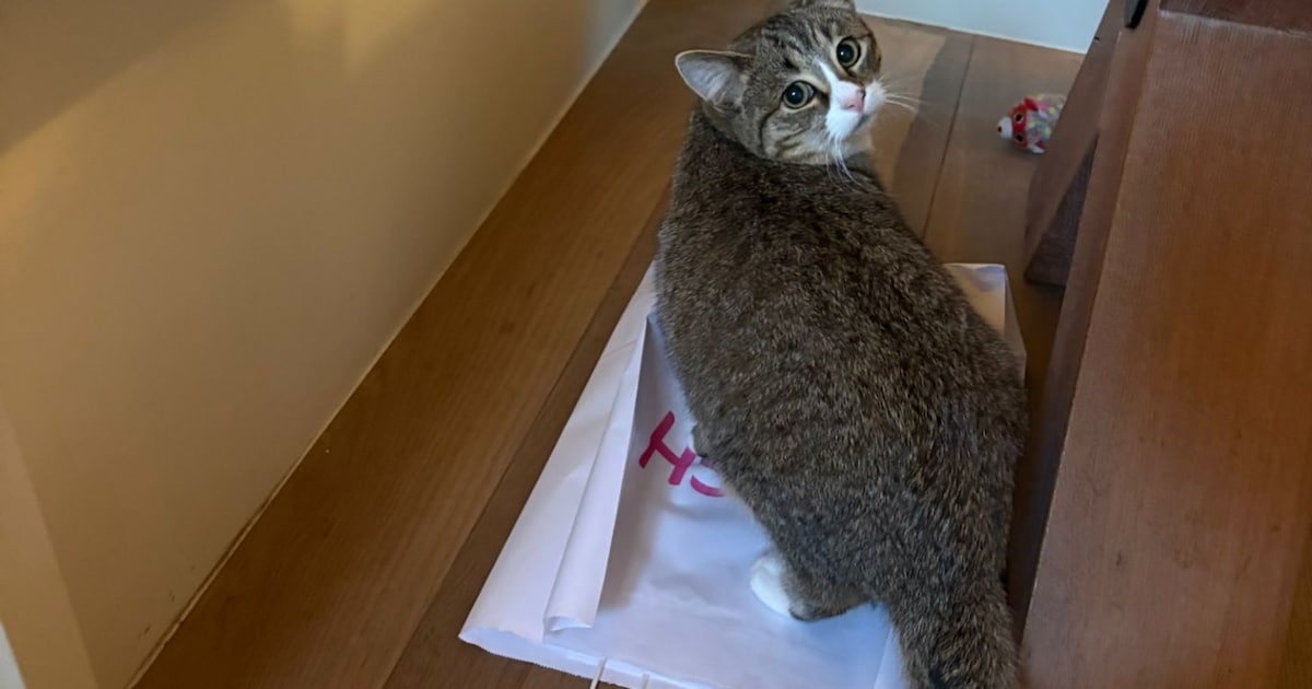 Heb jij Japie of Pip gezien? Deze twee huisdieren worden in De Wolden vermist