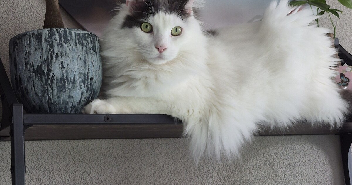 Heb jij Abby of Maze gezien? Deze twee huisdieren worden in Zeewolde vermist