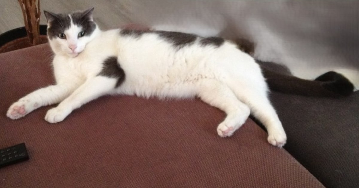 Heb jij Odi, Numi of Jax gezien? Deze zeven huisdieren worden in Amersfoort vermist