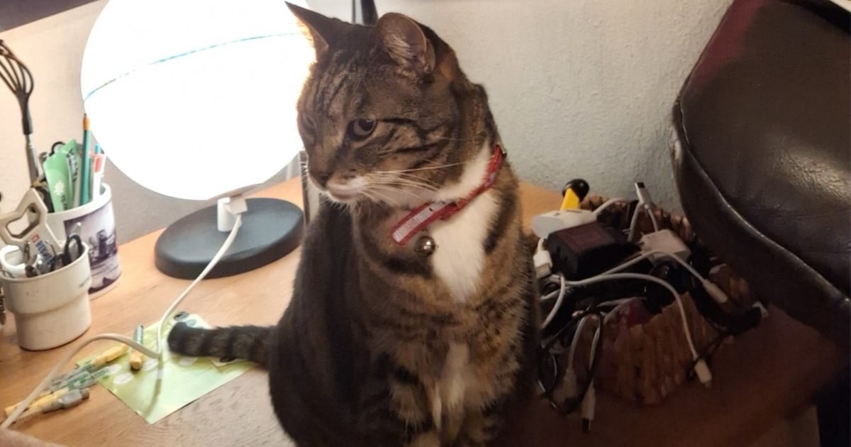 Heb jij Ege of Bella gezien? Deze twee huisdieren worden in Dronten vermist