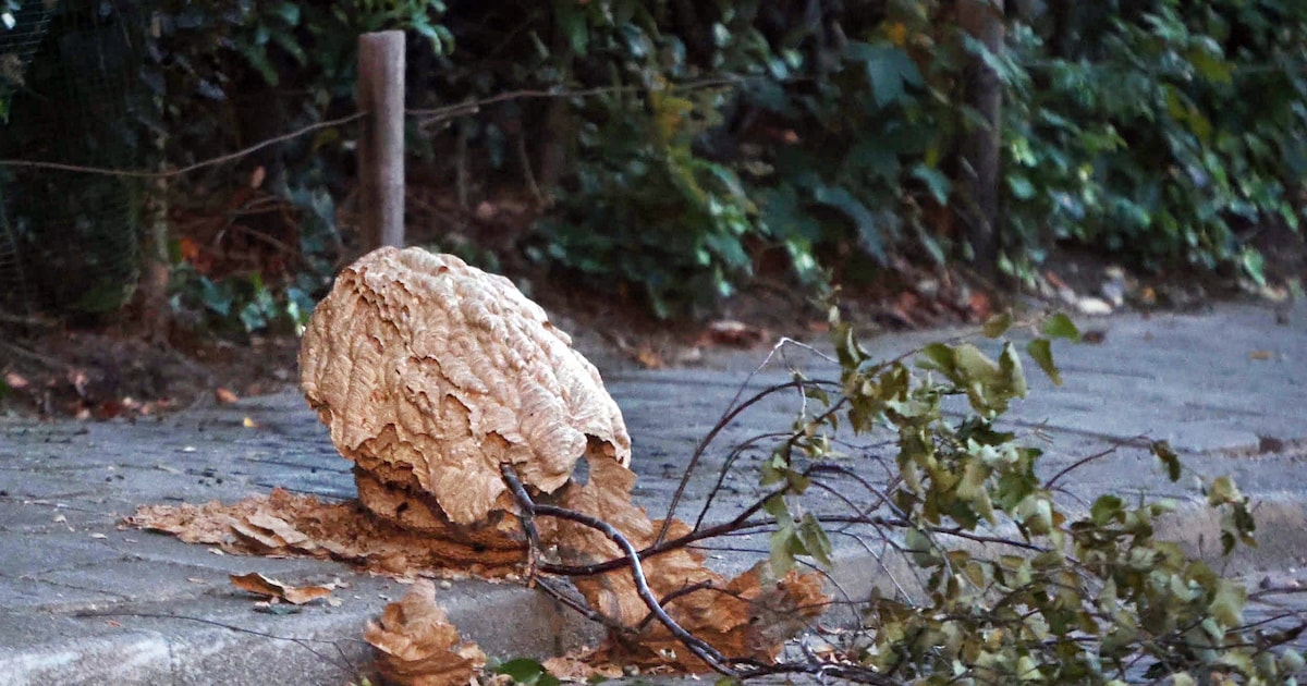 Aziatische hoornaar centraal bij lezing in Oostkapelle