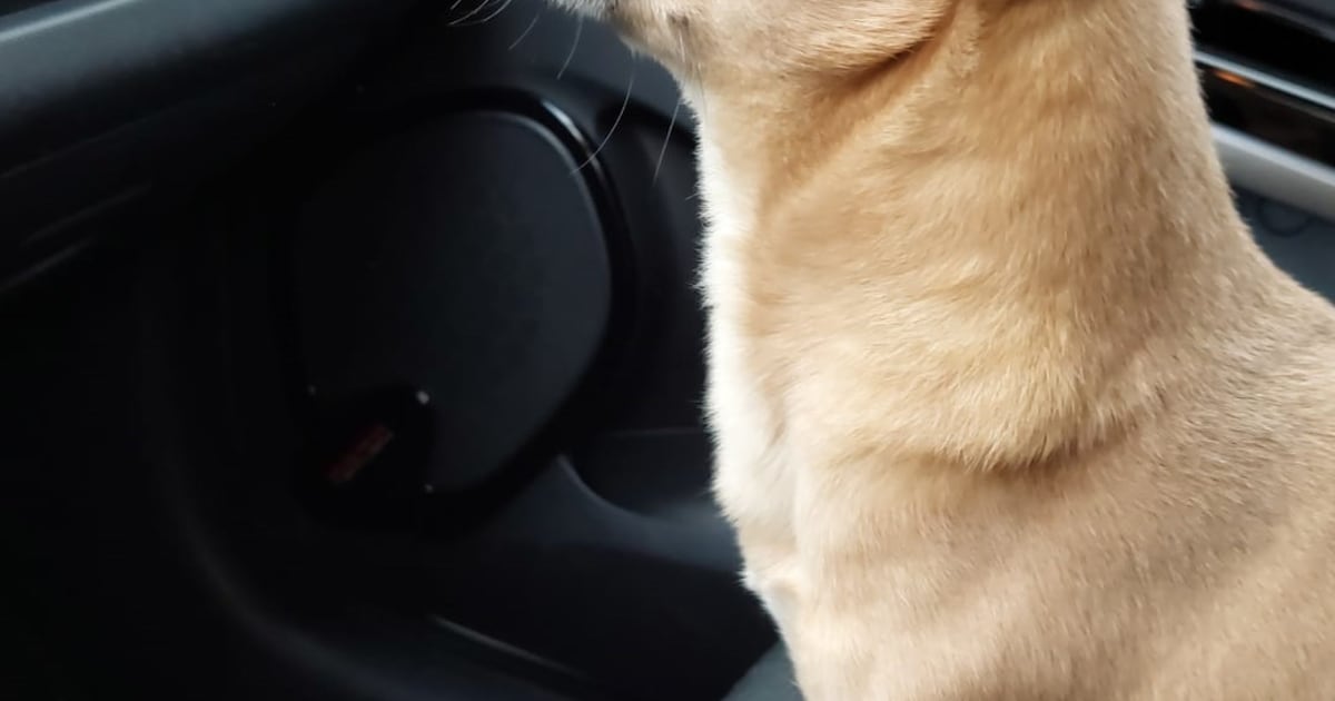 Heb jij Donut gezien? Dit huisdier wordt in Goirle vermist