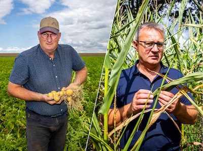 Boeren leven in spanning met hitte en droogte: maïs verschroeit en aardappelen houden het amper vol