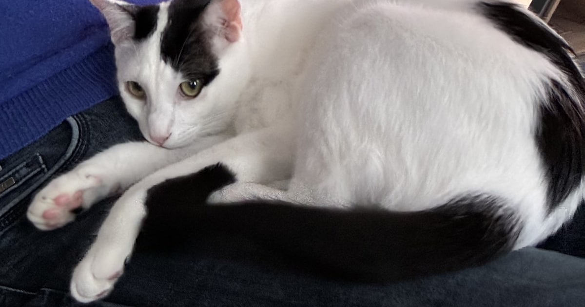 Heb jij Bobby, Jip of Lapje gezien? Deze vier huisdieren worden in Veere vermist