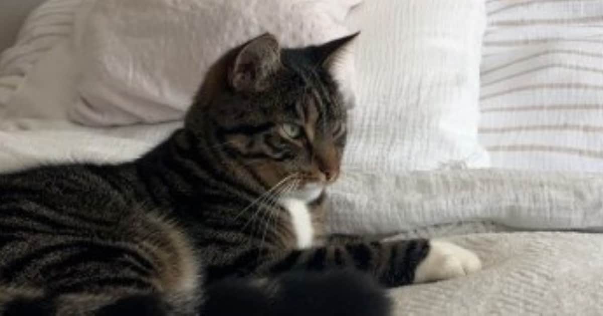 Heb jij Nikey gezien? Dit huisdier wordt in Kerkrade vermist