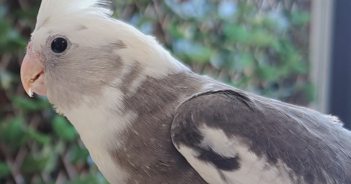 Heb jij Pako gezien? Dit huisdier wordt in Beesel vermist