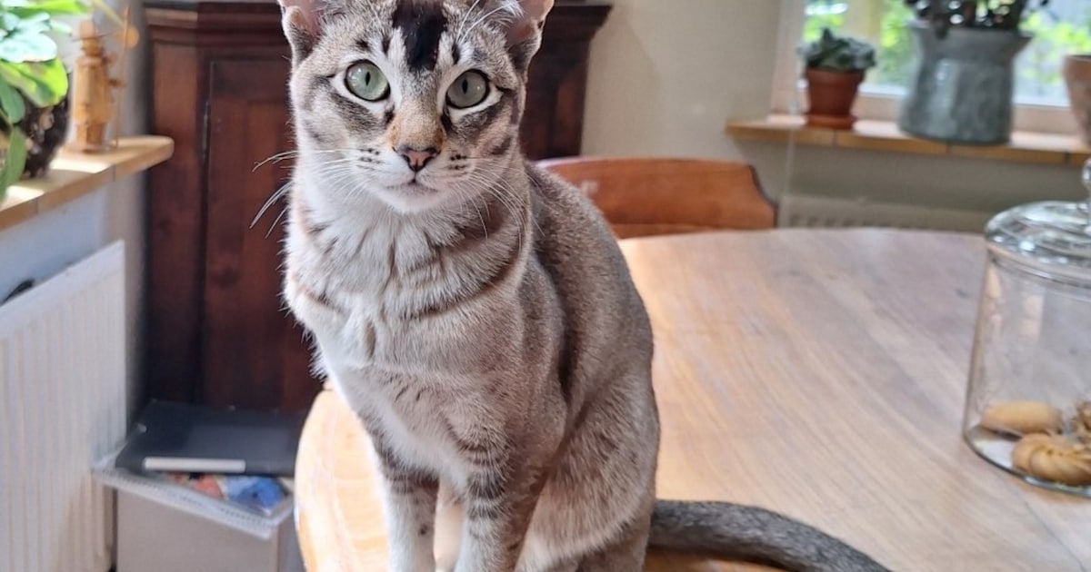 Heb jij Jolie gezien? Dit huisdier wordt in Tynaarlo vermist