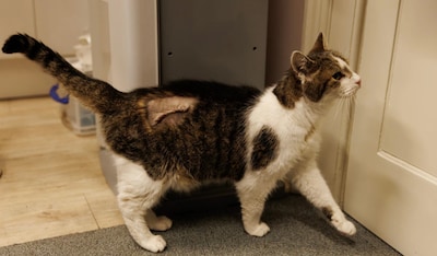 Larry, de 19-jarige kat van Downing Street, weer thuis na operatie