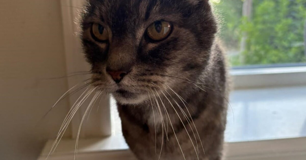 Heb jij Bollie, Kelme of Blu gezien? Deze drie huisdieren worden in Nissewaard vermist