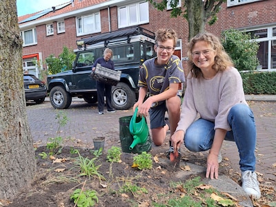 ‘Ik heb geen idee wat we planten’: buren maken van boomspiegels een bijenparadijs