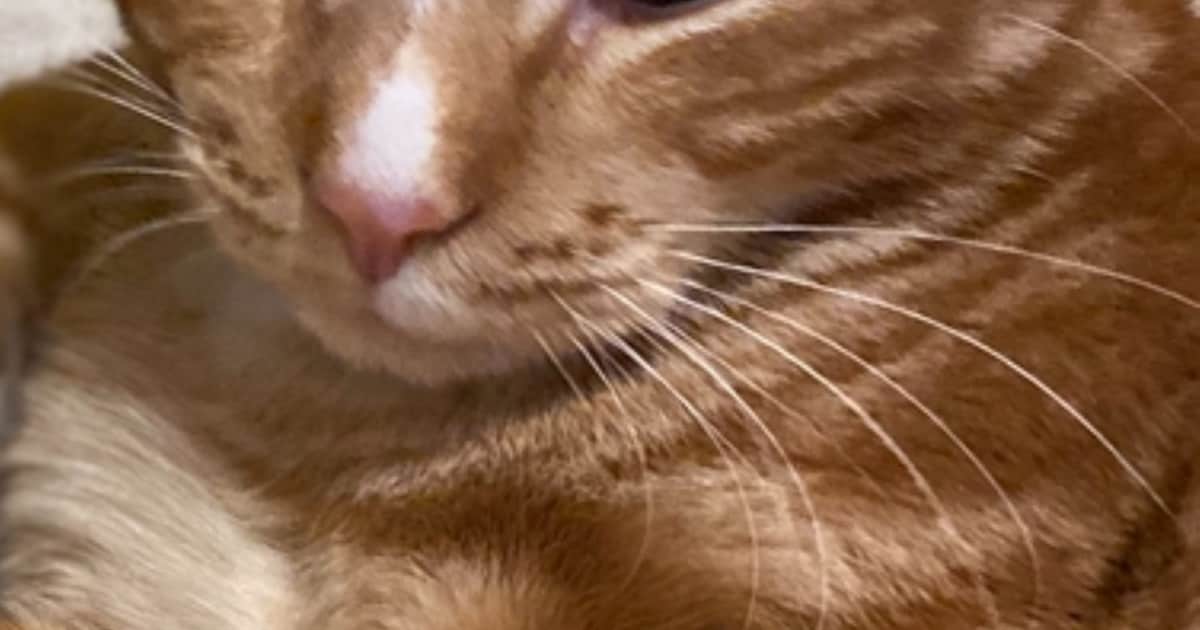 Heb jij Bruno gezien? Dit huisdier wordt in Utrechtse Heuvelrug vermist