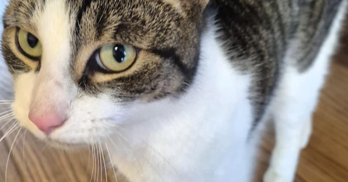 Heb jij Citrus of Mickey gezien? Deze twee huisdieren worden in Midden-Delfland vermist