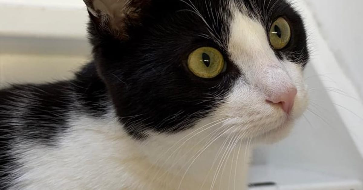 Heb jij Ollie of Prulletje gezien? Deze twee huisdieren worden in Staphorst vermist