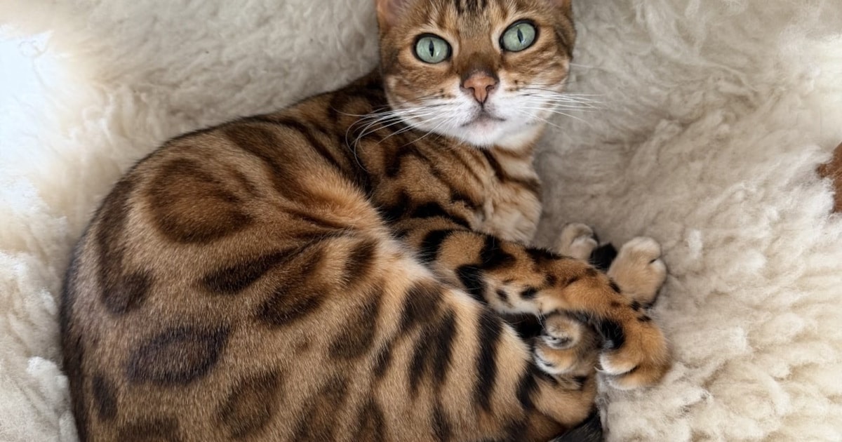 Heb jij Ginger gezien? Dit huisdier wordt in Gorinchem vermist