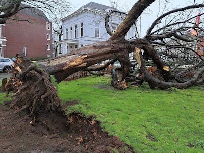 Grote boom valt om in Breda en komt op bedrijfswagen terecht: ‘We hebben de gemeente hiervoor gewaar