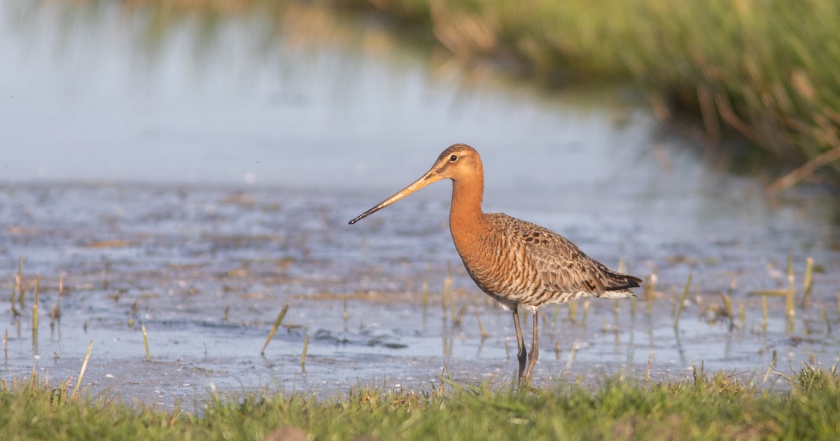 Provincie Utrecht trekt 4,2 miljoen euro uit voor weidevogels en biodiversiteit: kan ook Eempolder e