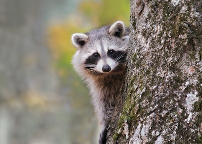 ‘Bootcamp’ voor wasberen: Amerikaanse staat stoomt moederloze jongen klaar voor leven in de wildernis
