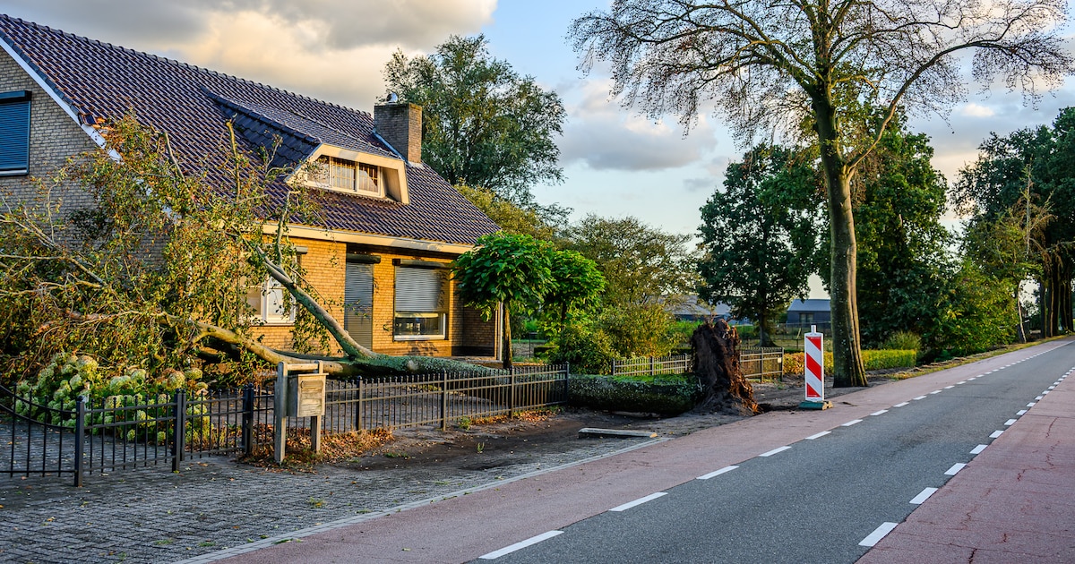 Harde wind blaast zeker zeven bomen om in Achtmaal, boom belandt in voortuin