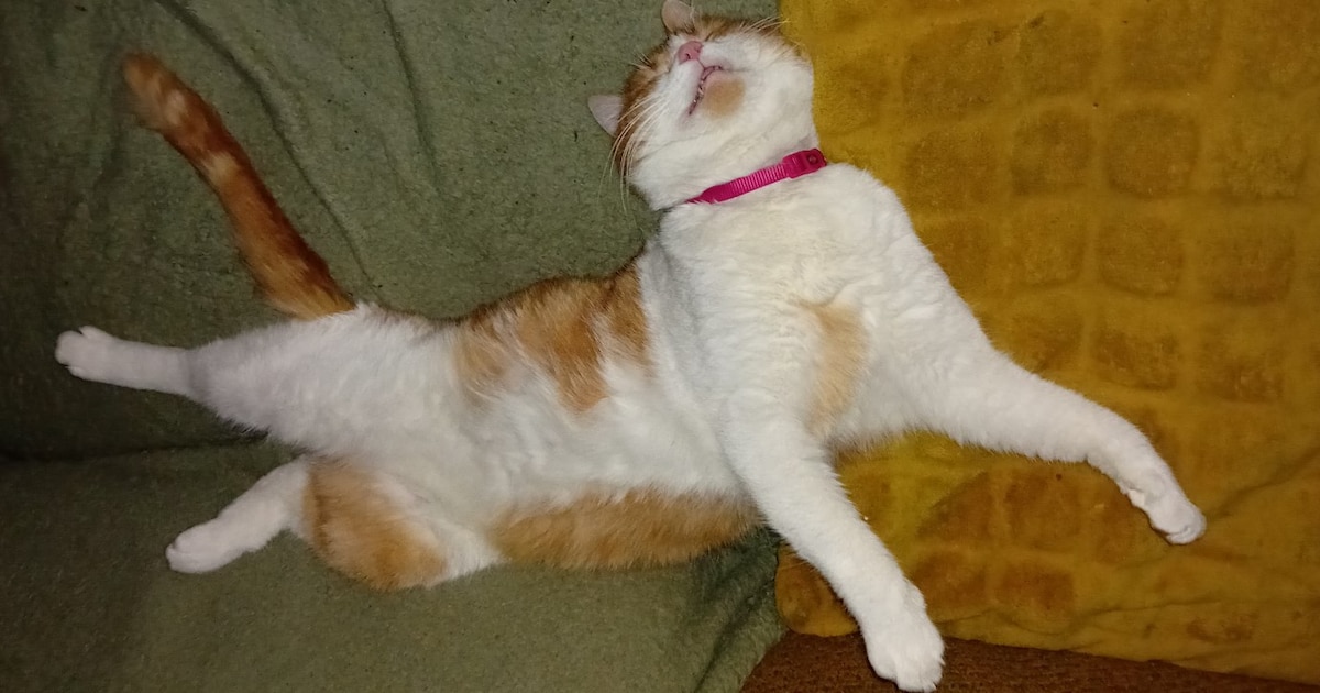 Heb jij Milo, Lucy of Rooie gezien? Deze 10 huisdieren worden in Assen vermist