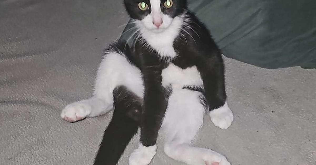 Heb jij Misty of Zorro gezien? Deze twee huisdieren worden in Maassluis vermist