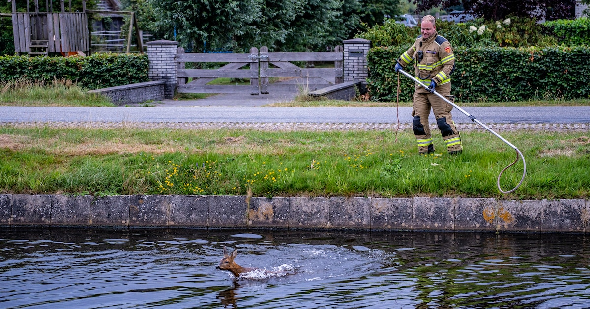 Ree uit Drentse Hoofdvaart in Hoogersmilde gered