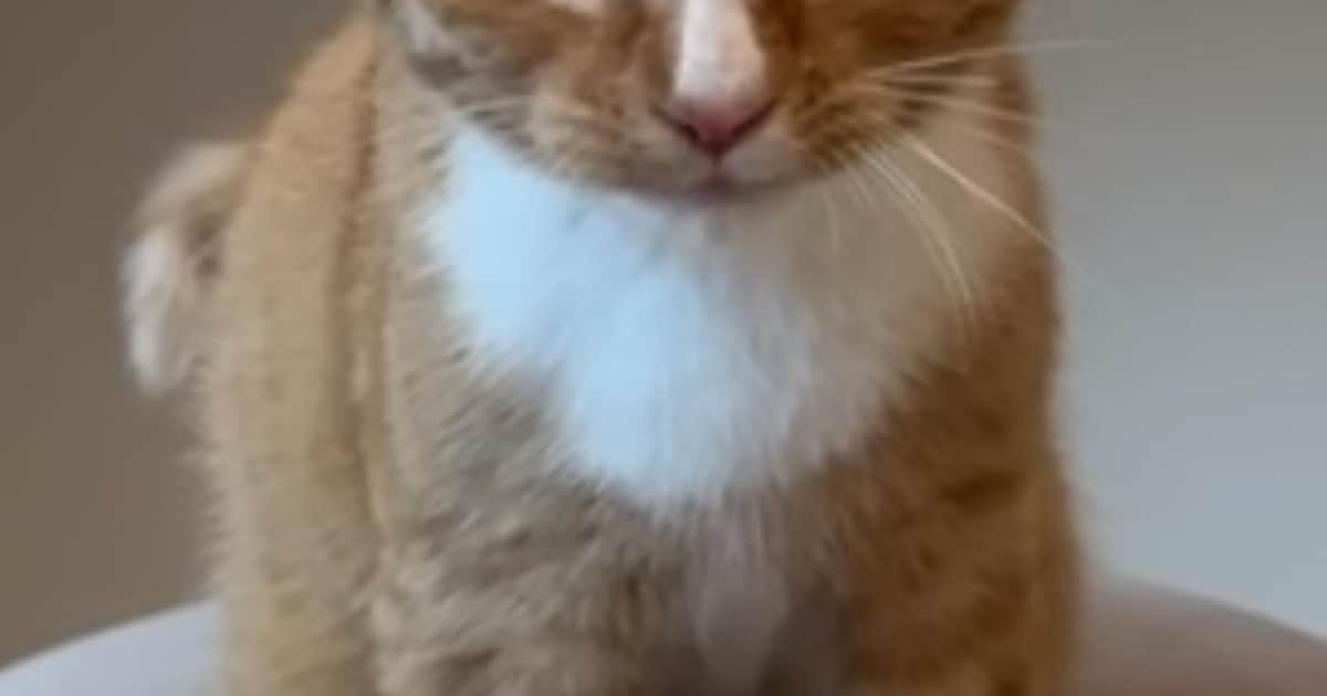 Heb jij Moosje gezien? Dit huisdier wordt in Soest vermist