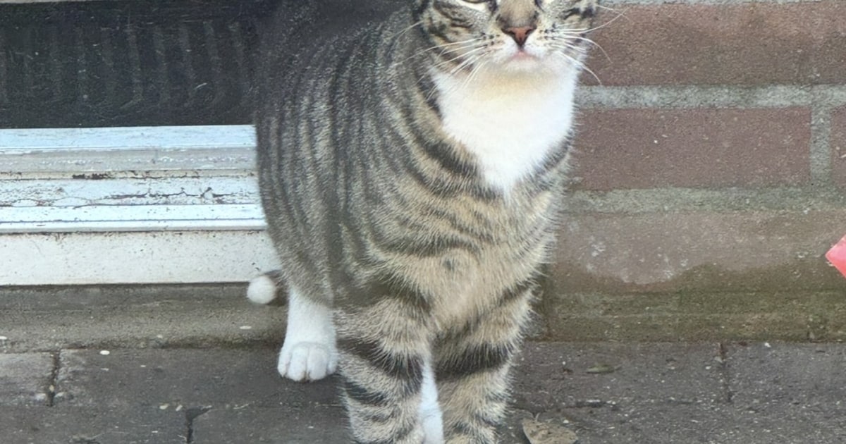 Heb jij Nacho, Robbie of Dhiva gezien? Deze zes huisdieren worden in Tilburg vermist