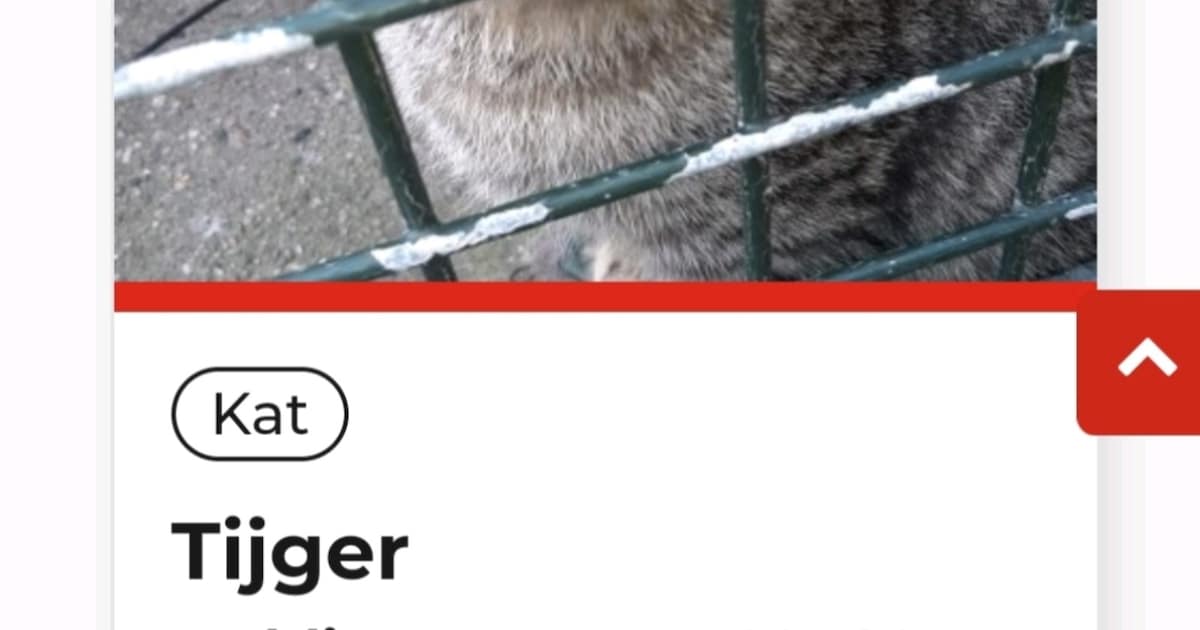 Heb jij Tijger gezien? Dit huisdier wordt in Eemnes vermist