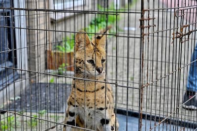 Serval weer ontsnapt uit huis in Tilburg: twee kippen gedood
