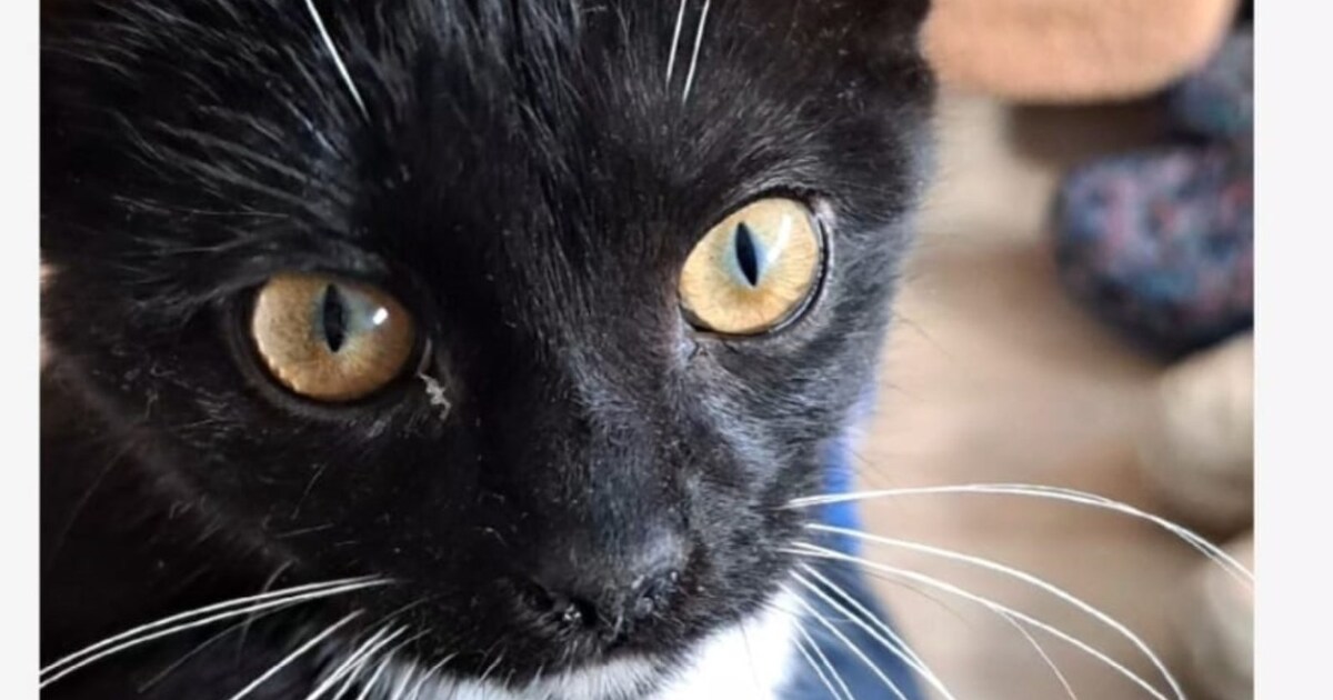 Heb jij Cookie gezien? Dit huisdier wordt in Wijk bij Duurstede vermist