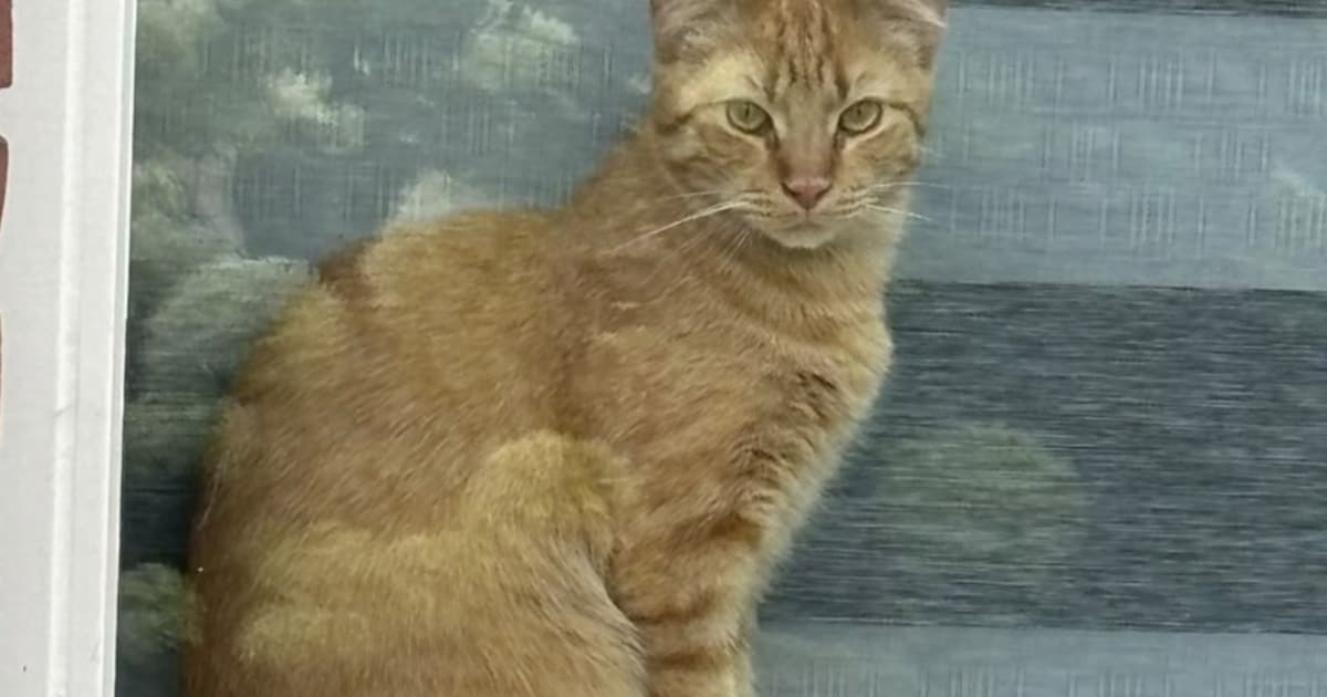 Heb jij Charlie gezien? Dit huisdier wordt in Medemblik vermist