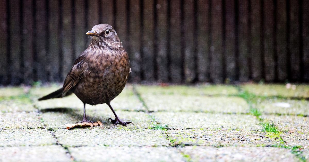 Doe mee met de Nationale Tuinvogeltelling in Smallingerland