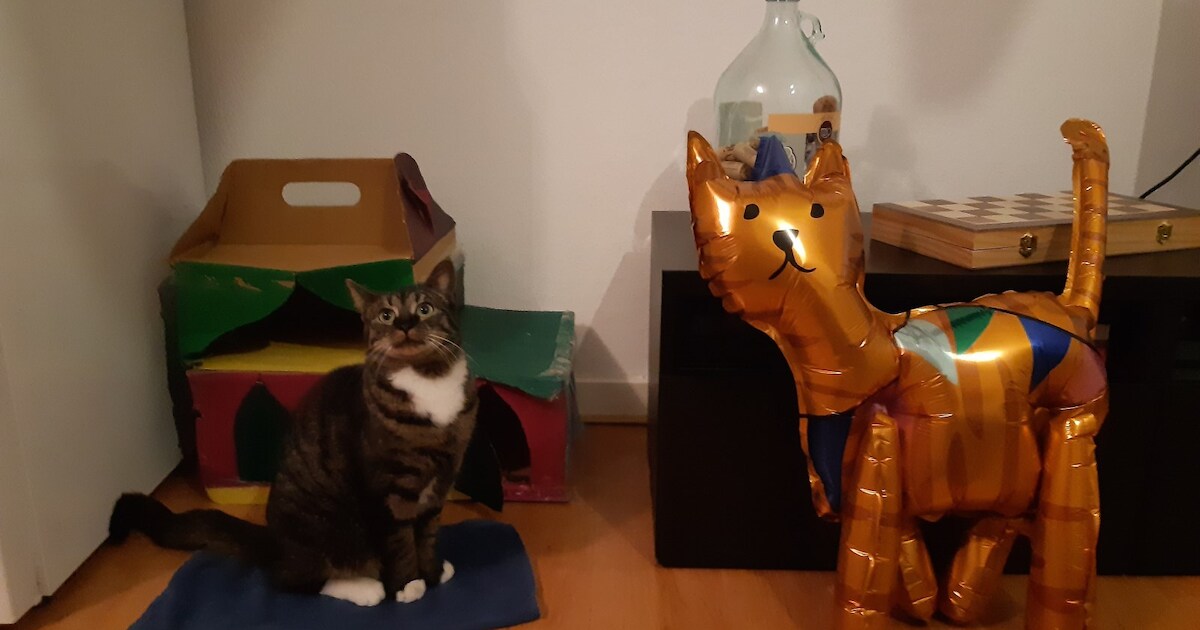 Heb jij Sméagol gezien? Dit huisdier wordt in Teylingen vermist