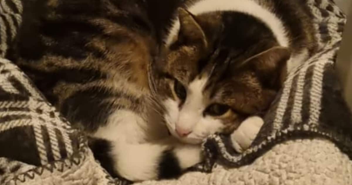 Heb jij Koki gezien? Dit huisdier wordt in Borger-Odoorn vermist