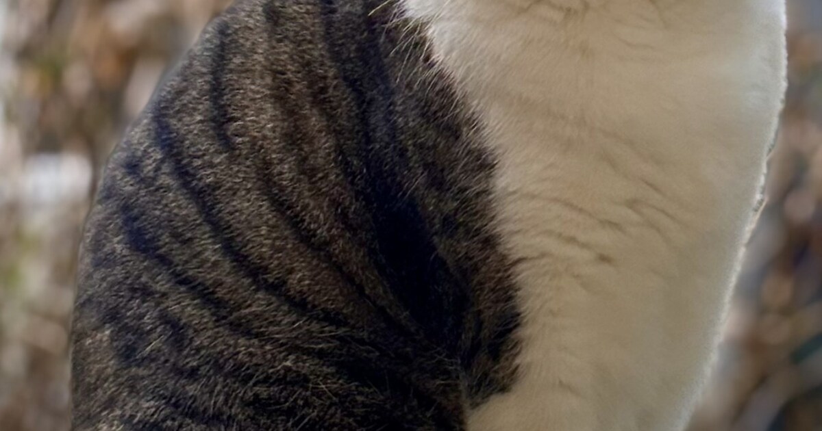 Heb jij Freddie gezien? Dit huisdier wordt in Wassenaar vermist