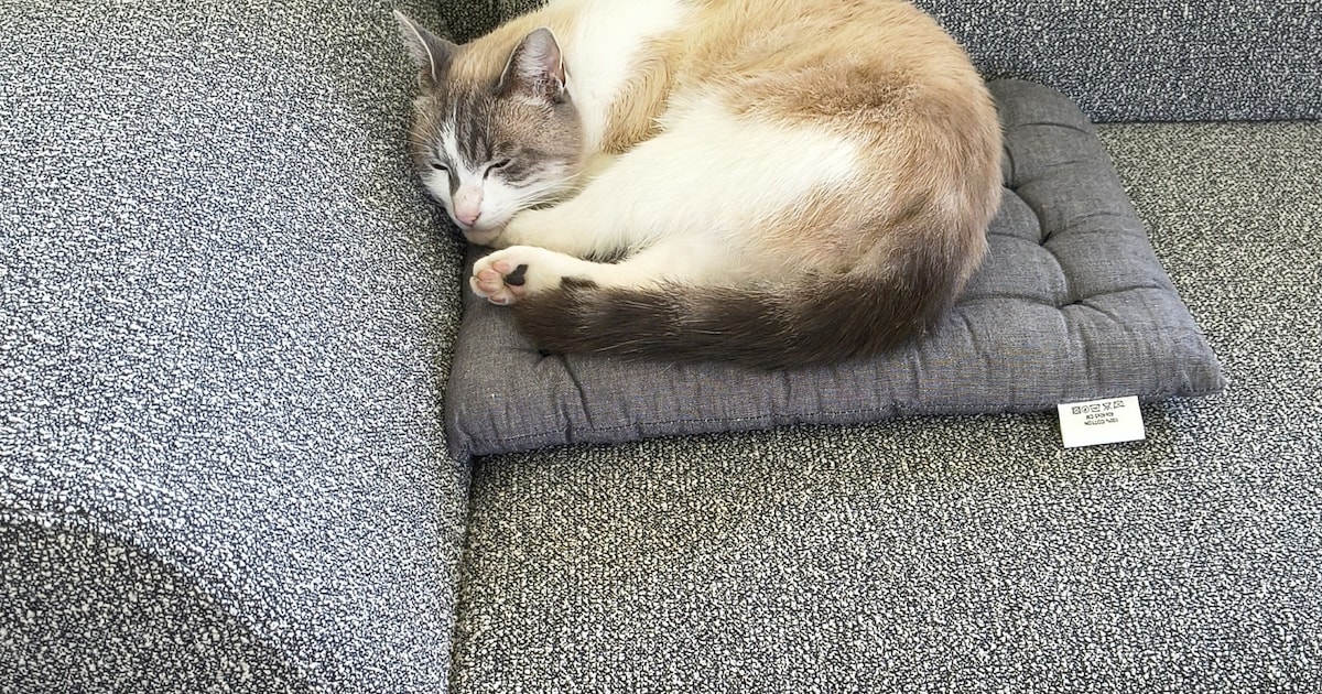 Heb jij Tommy, Yara of Tijger gezien? Deze drie huisdieren worden in Venray vermist