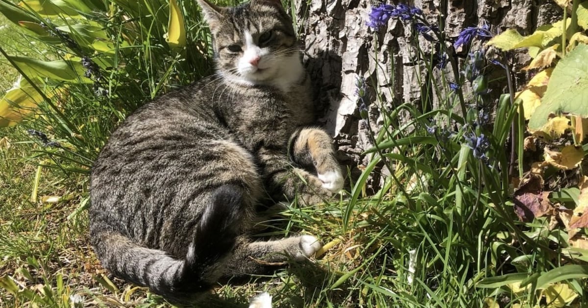 Heb jij Ibbeltje, Cheeto of Yuki gezien? Deze drie huisdieren worden in Veere vermist