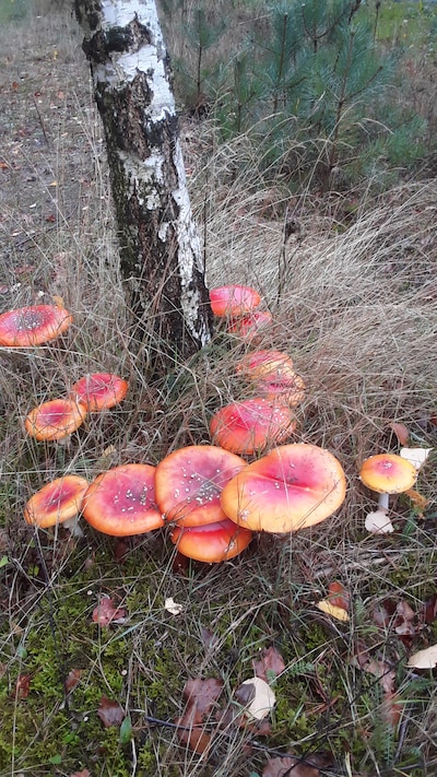 Natuurcentrum De Ginkel houdt herfstwandeling over Noord-Ginkel in Ede