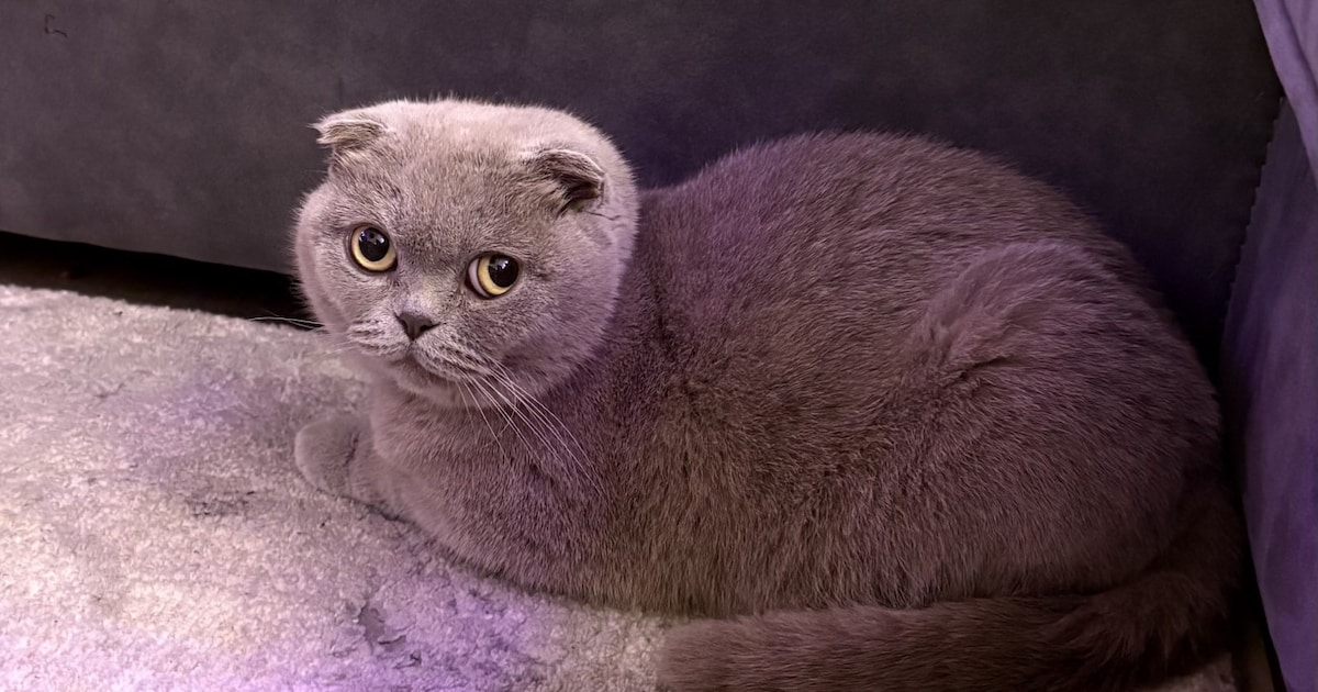 Heb jij Mini gezien? Dit huisdier wordt in Papendrecht vermist